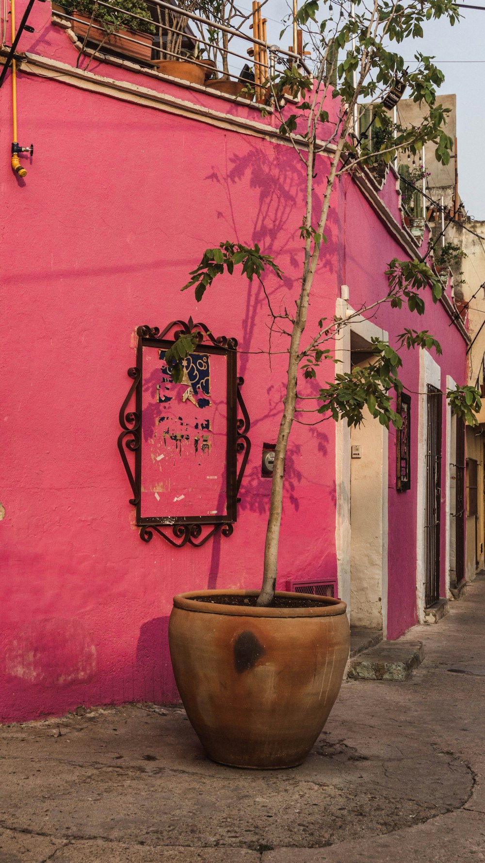 Un arbre en pot devant un bâtiment rose