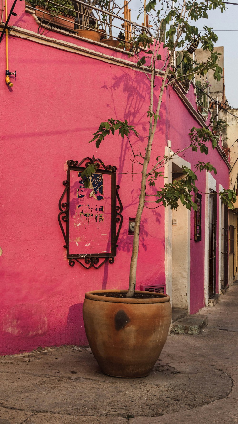 a potted tree in front of a pink building