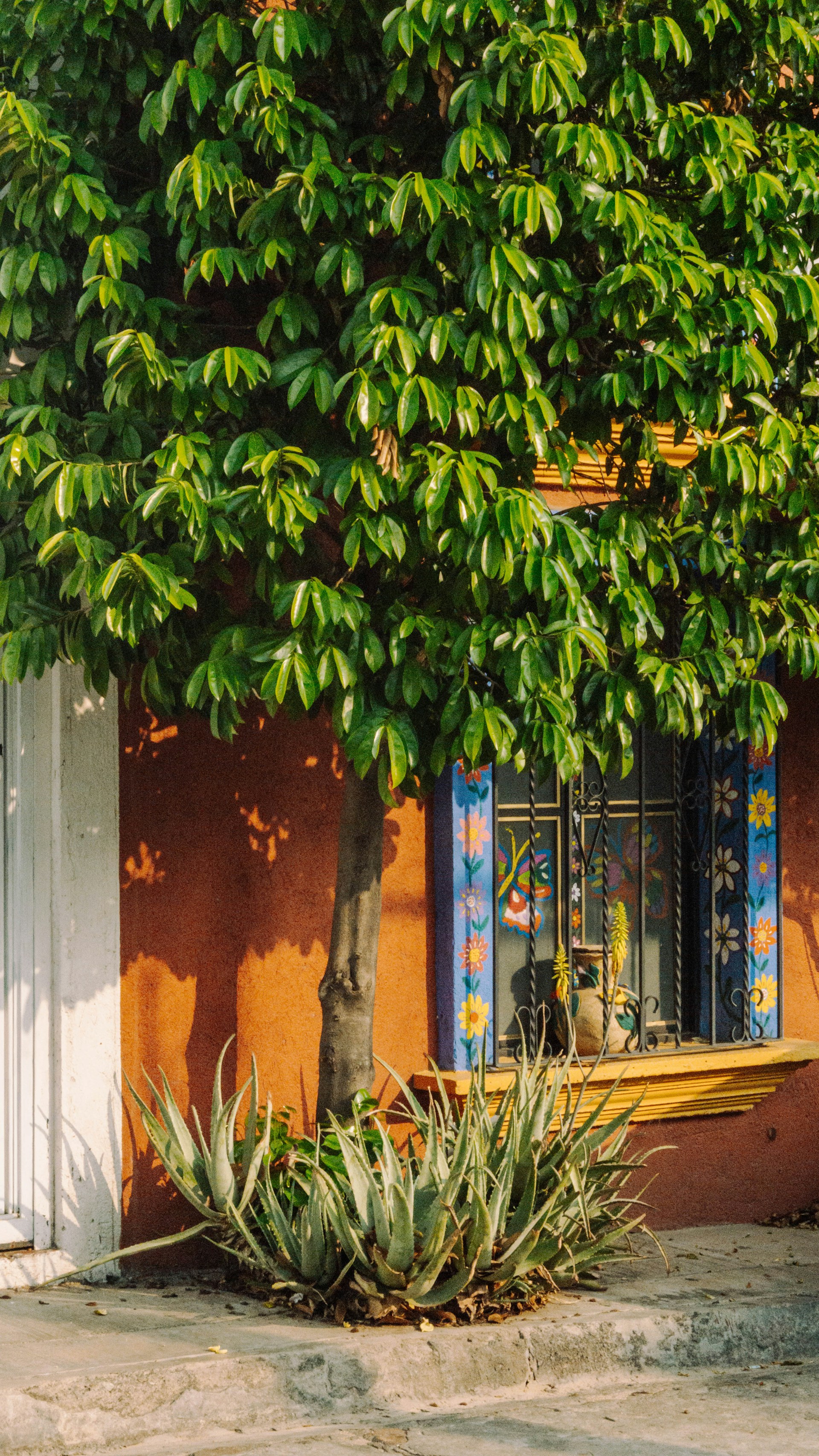 a bench under a tree in front of a building