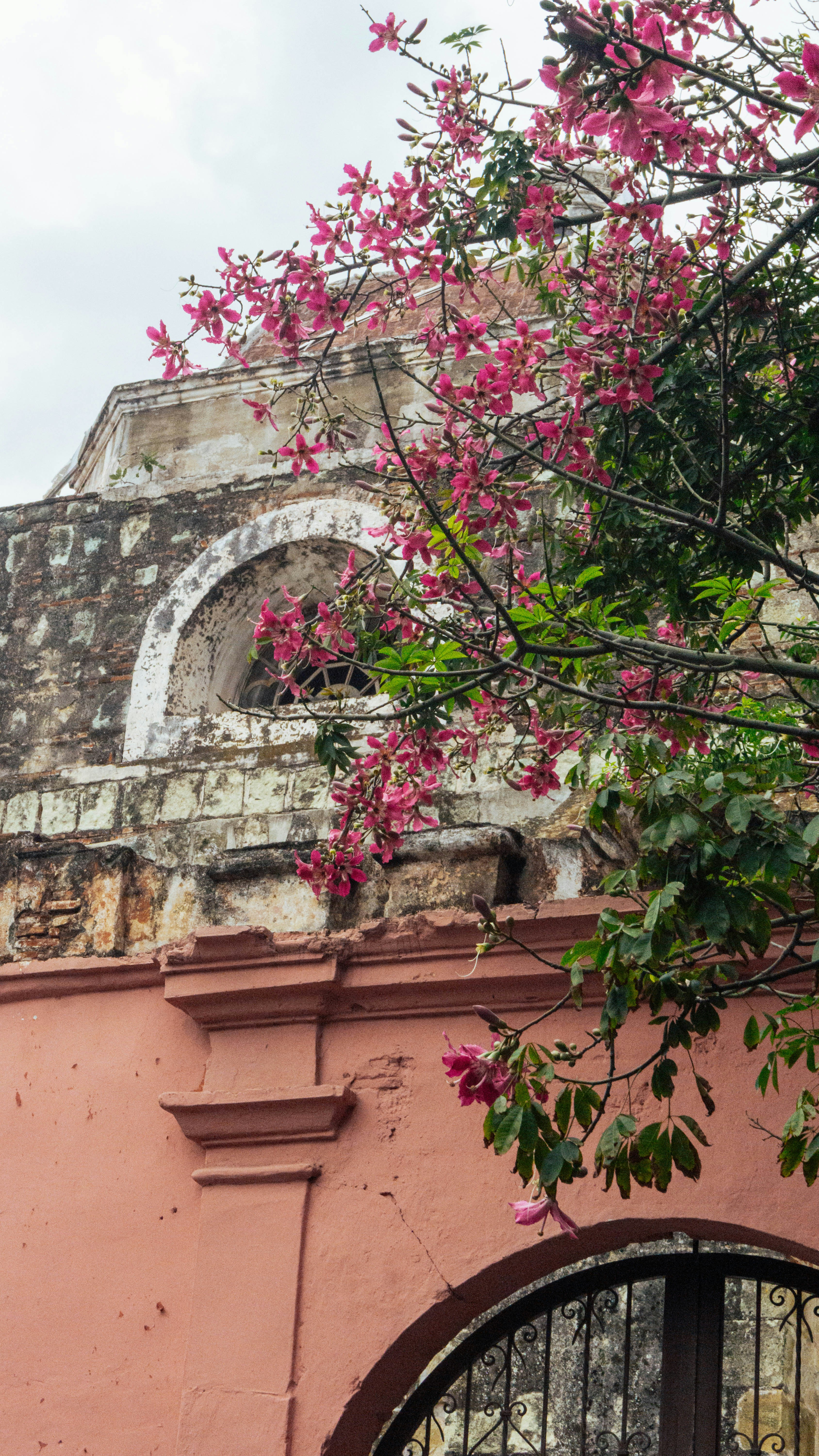 A pink building with a gate and a tree in front of it photo – Free ...