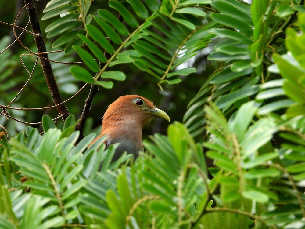 a bird is sitting in a tree surrounded by leaves