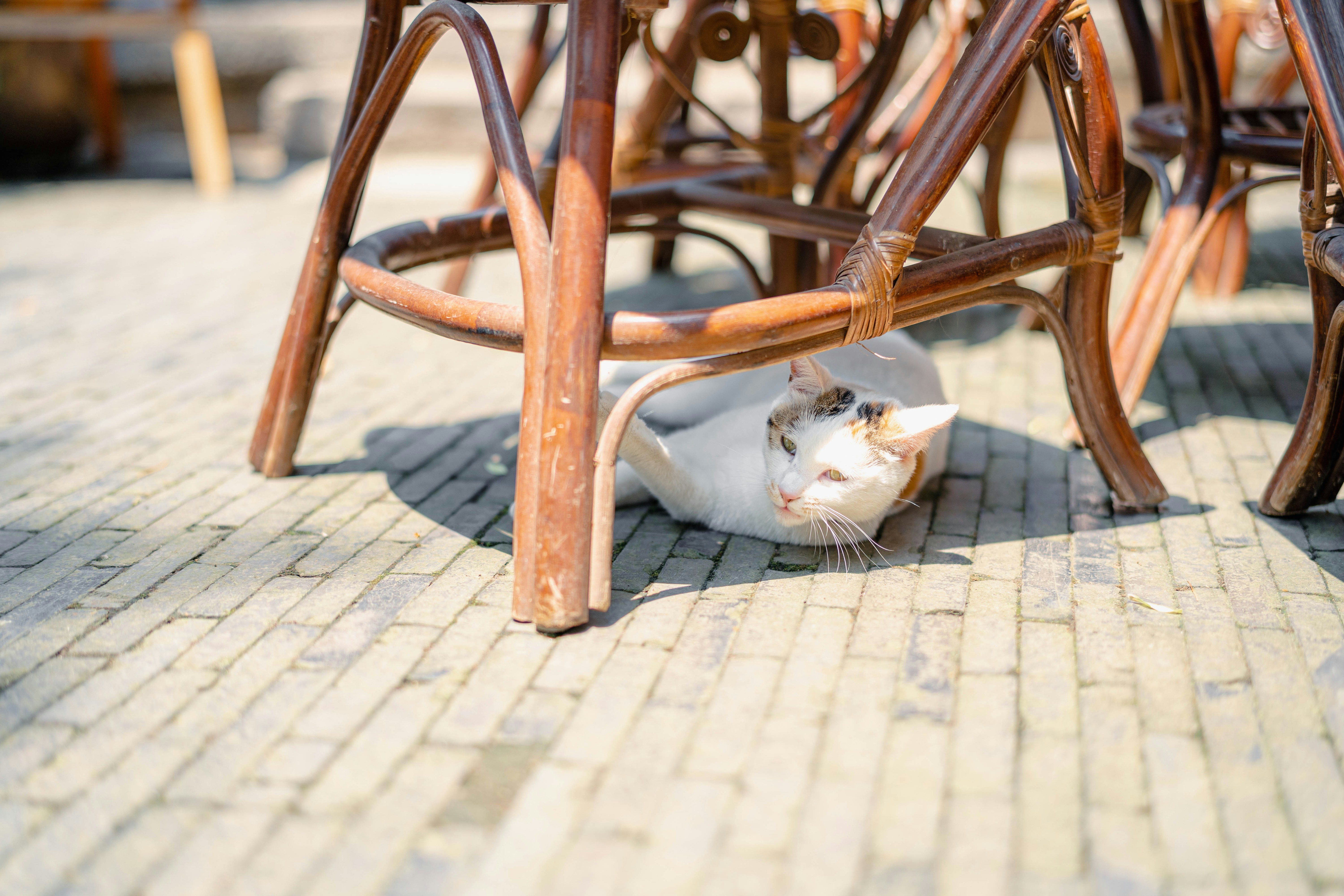a cat laying under a wooden chair on a brick floor