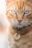 A close-up of an orange tabby cat with striking blue eyes. The cat has a collar with a round metal tag that appears to have an engraving on it. The background is softly blurred, highlighting the cat's detailed facial features and whiskers.