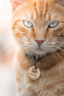 A close-up of an orange tabby cat with striking blue eyes. The cat has a collar with a round metal tag that appears to have an engraving on it. The background is softly blurred, highlighting the cat's detailed facial features and whiskers.