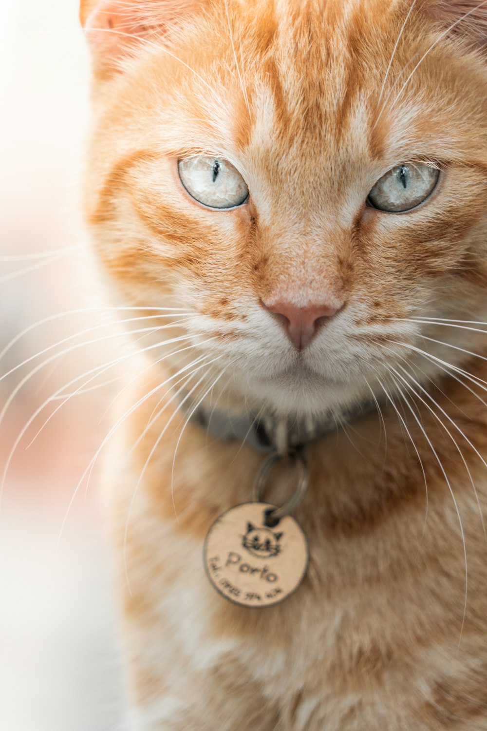 a close up of a cat with a tag on it's collar