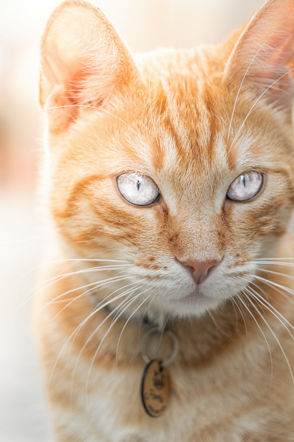 a close up of a cat with blue eyes