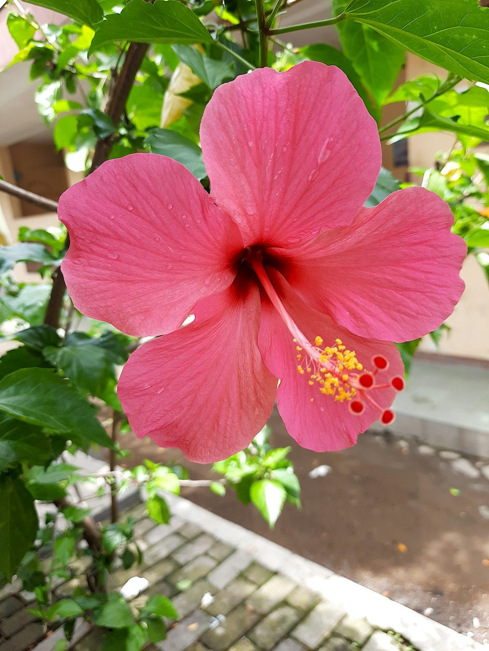 a pink flower with green leaves in the background