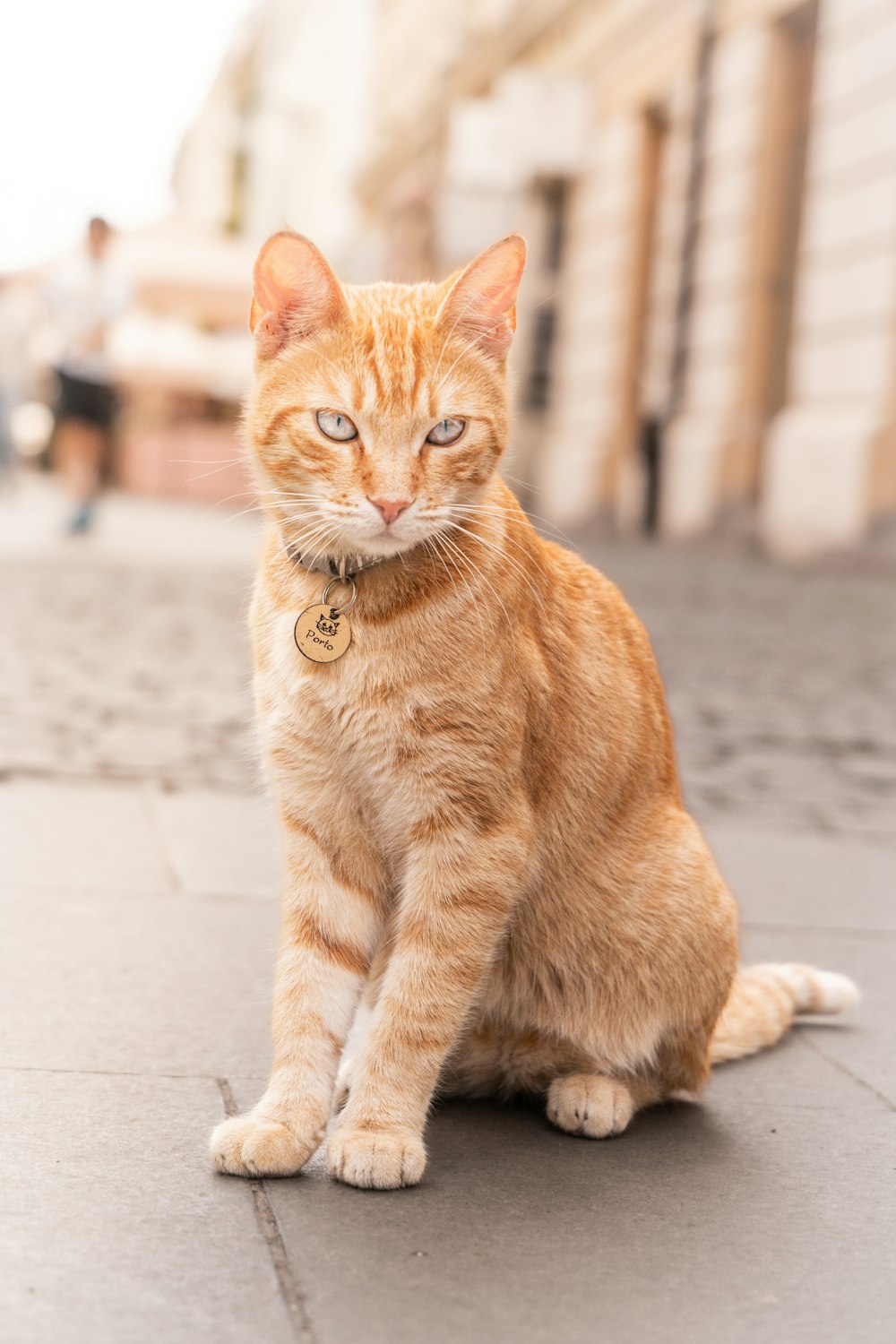 an orange tabby cat sitting on a sidewalk