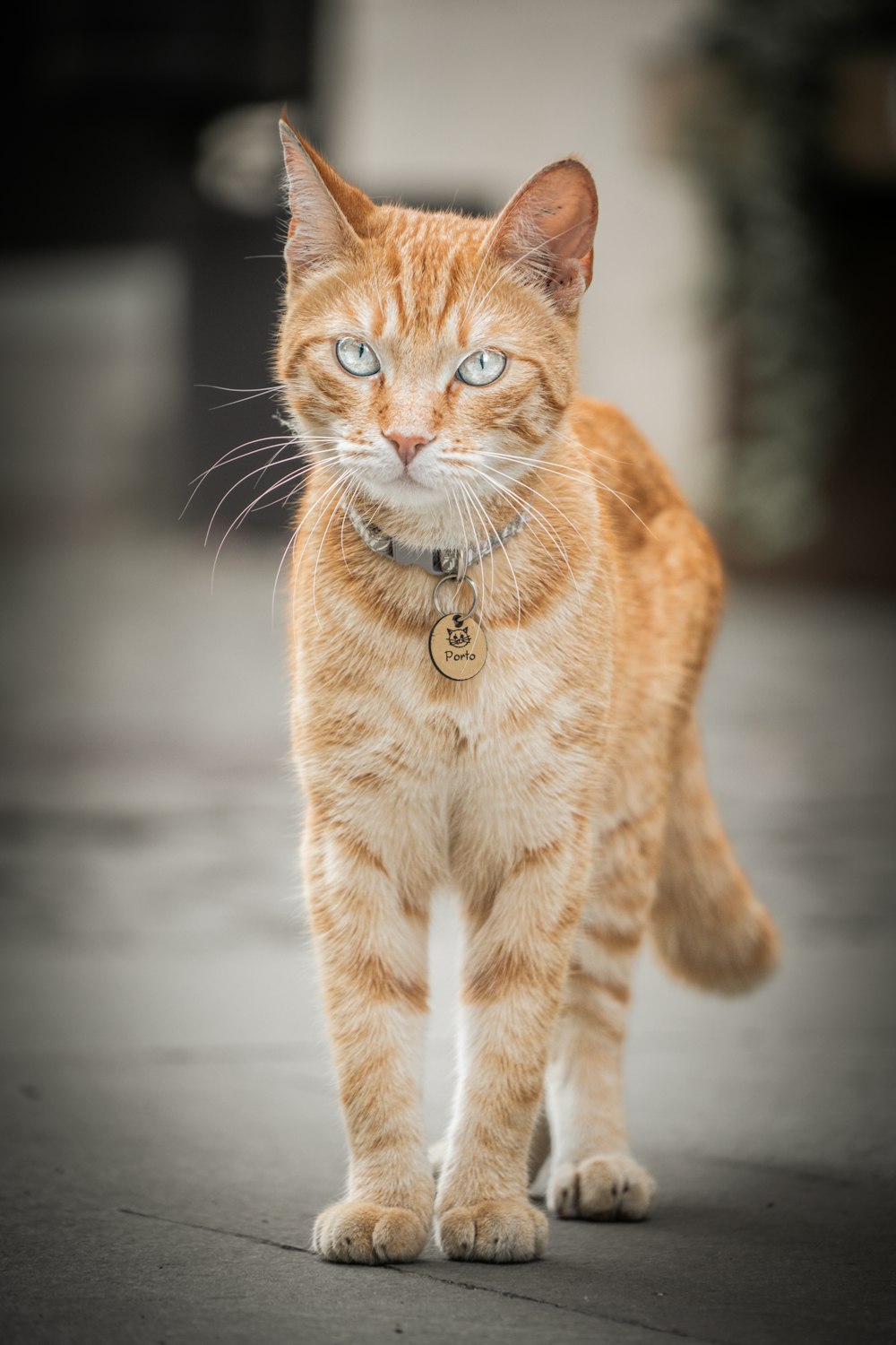 an orange and white cat walking on a sidewalk