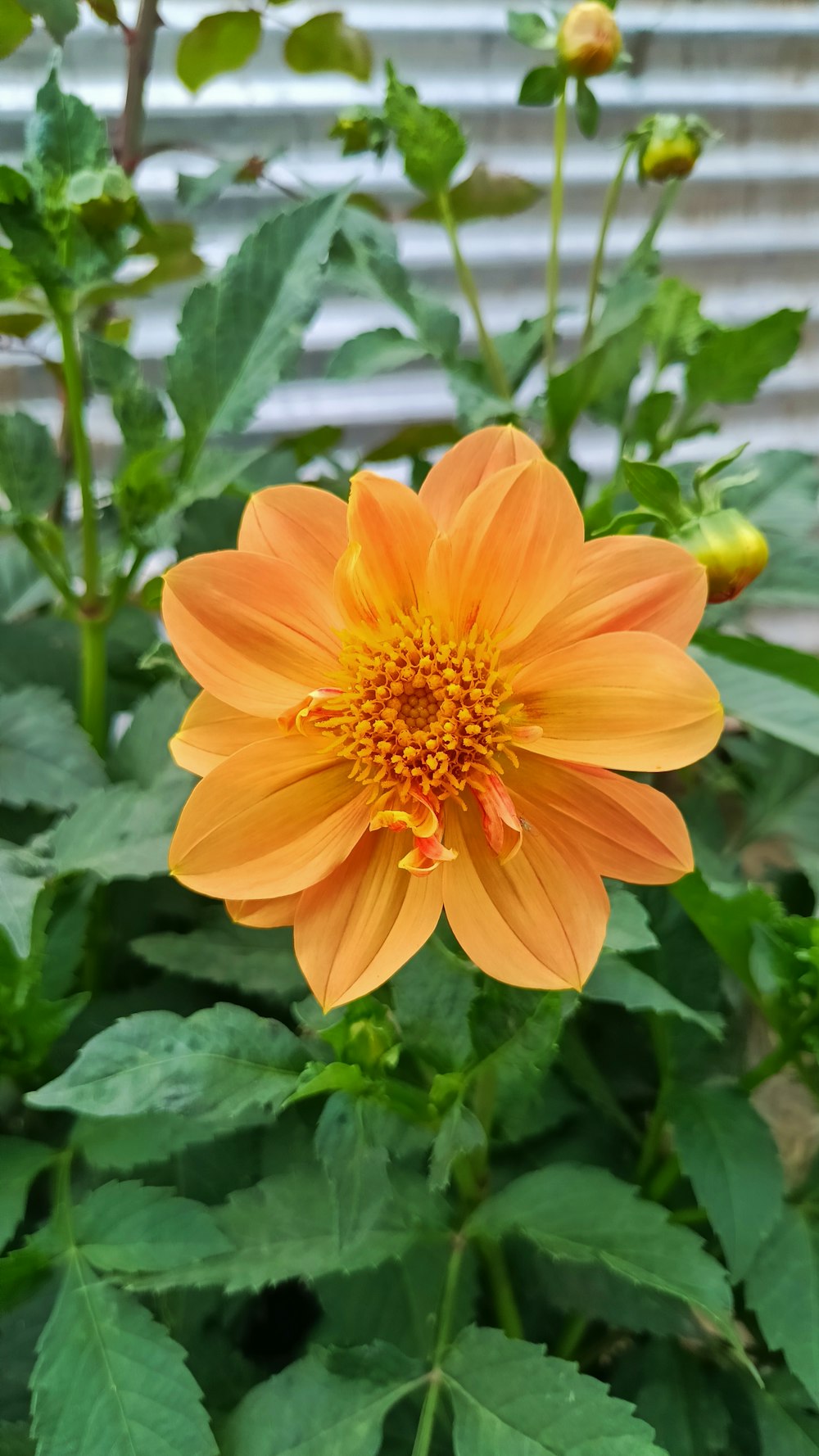 an orange flower with green leaves in front of a building