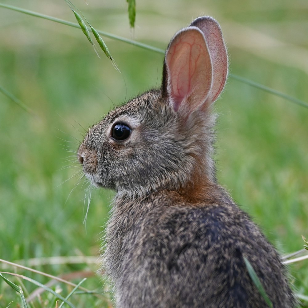 a small rabbit sitting in the grass