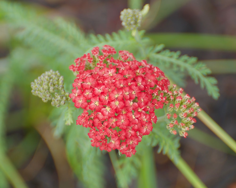 a close up of a red flower on a plant