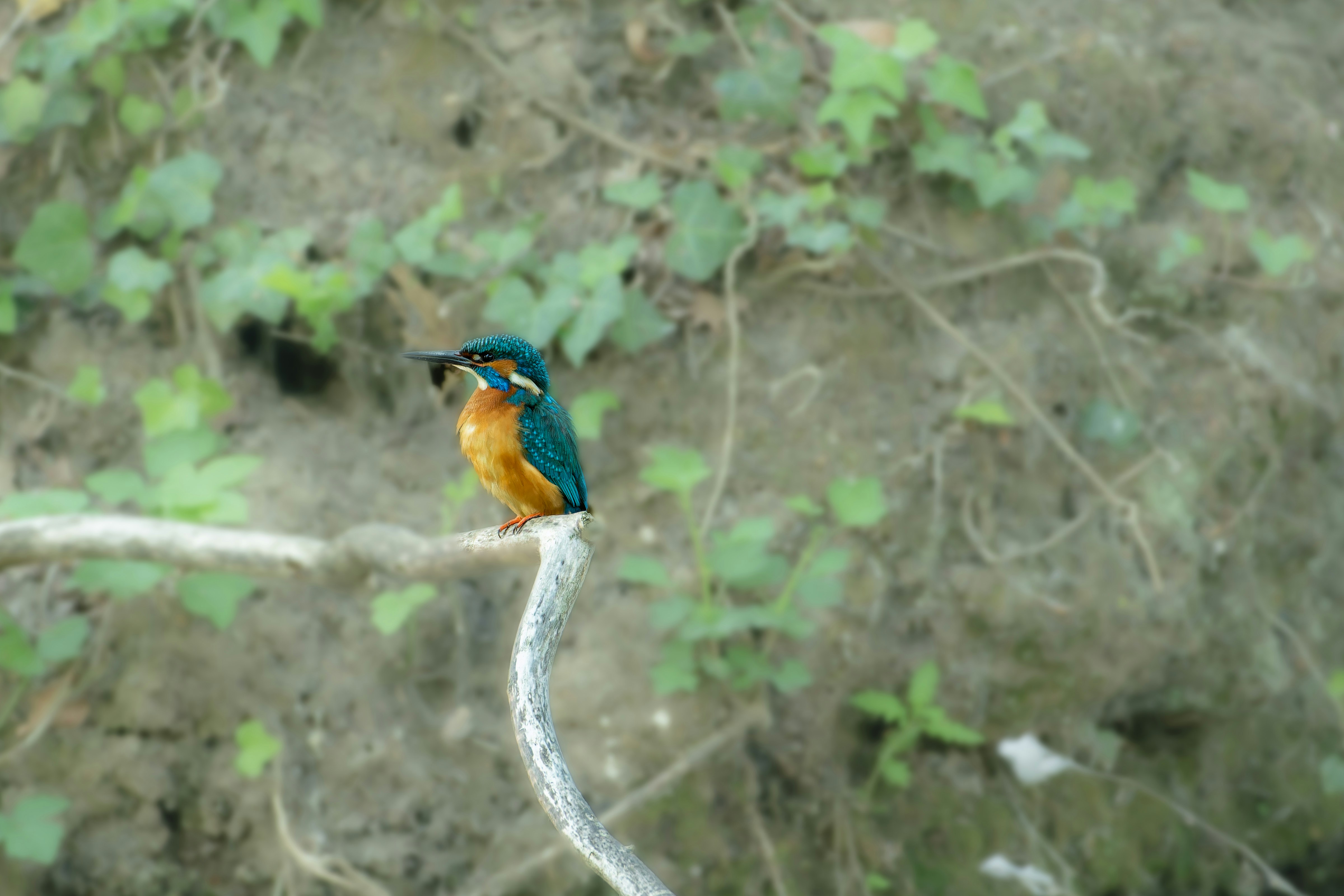 a colorful bird sitting on a branch in a tree