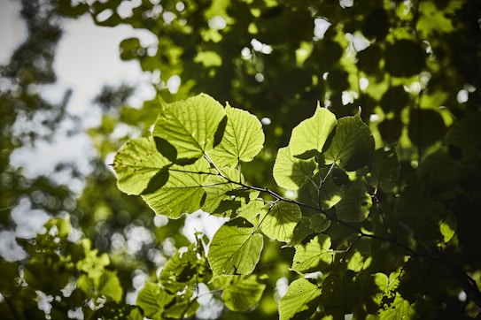 Sunlight filters through a canopy of lush green leaves, creating a pattern of light and shadow. The leaves are detailed, displaying veins and a slight texture. The background is softly blurred, suggesting a dense, serene forest environment.