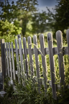 A wooden fence with vertical planks stands amid tall green grass and wild plants, with a backdrop of lush green trees under a clear sky.