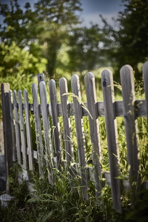 A wooden fence with vertical planks stands amid tall green grass and wild plants, with a backdrop of lush green trees under a clear sky.