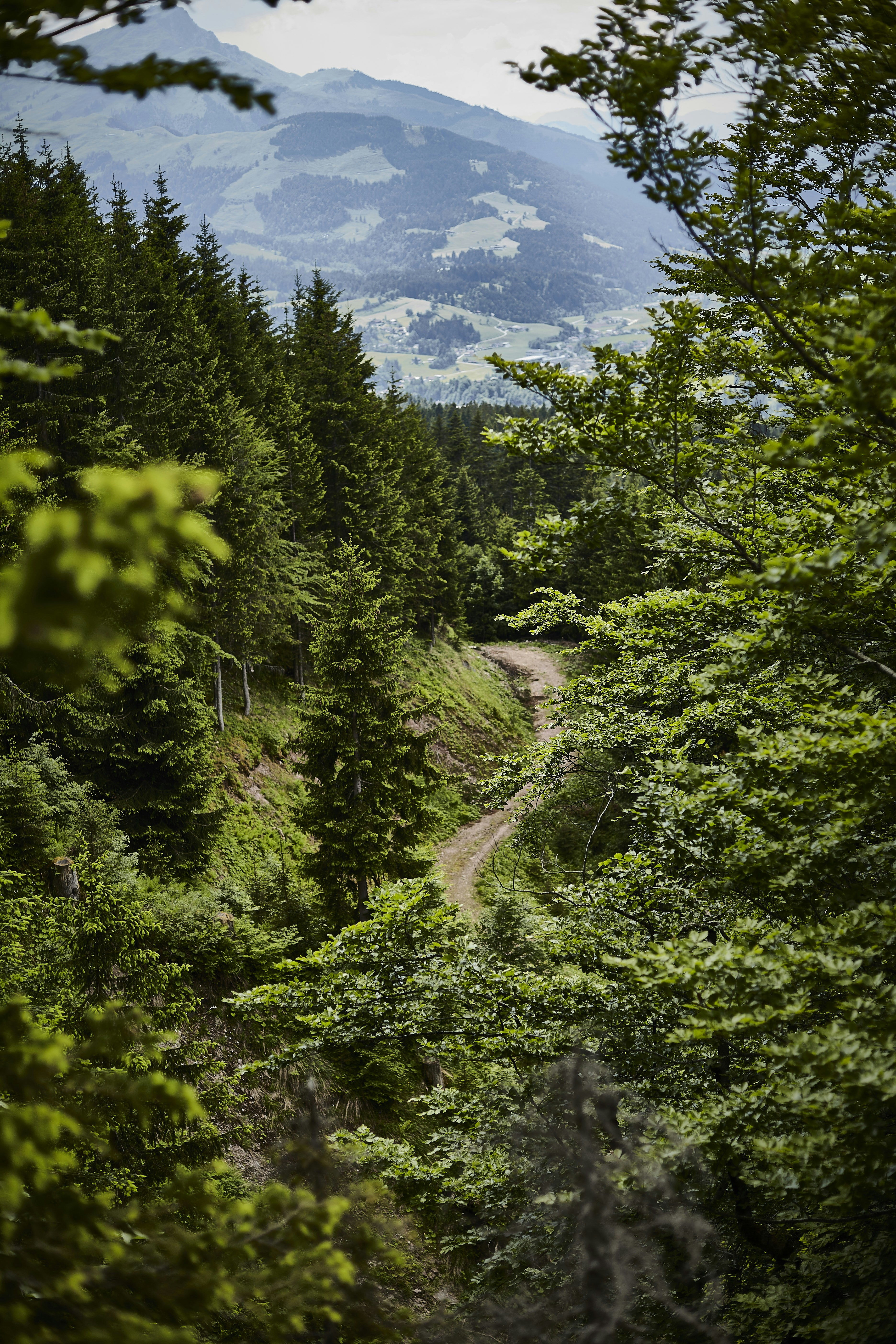 a dirt road in the middle of a forest