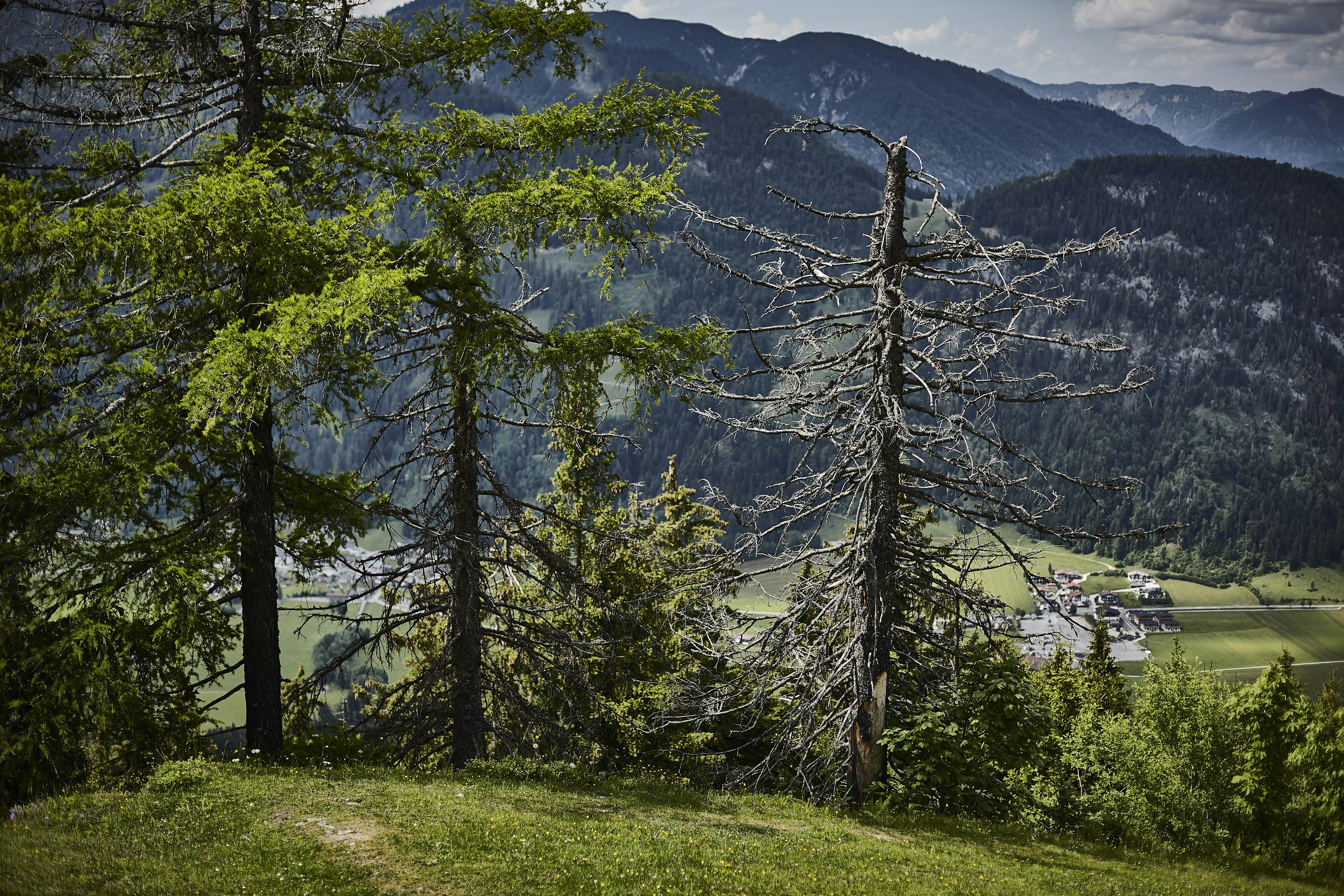 Blick auf eine Bergkette mit Bäumen im Vordergrund
