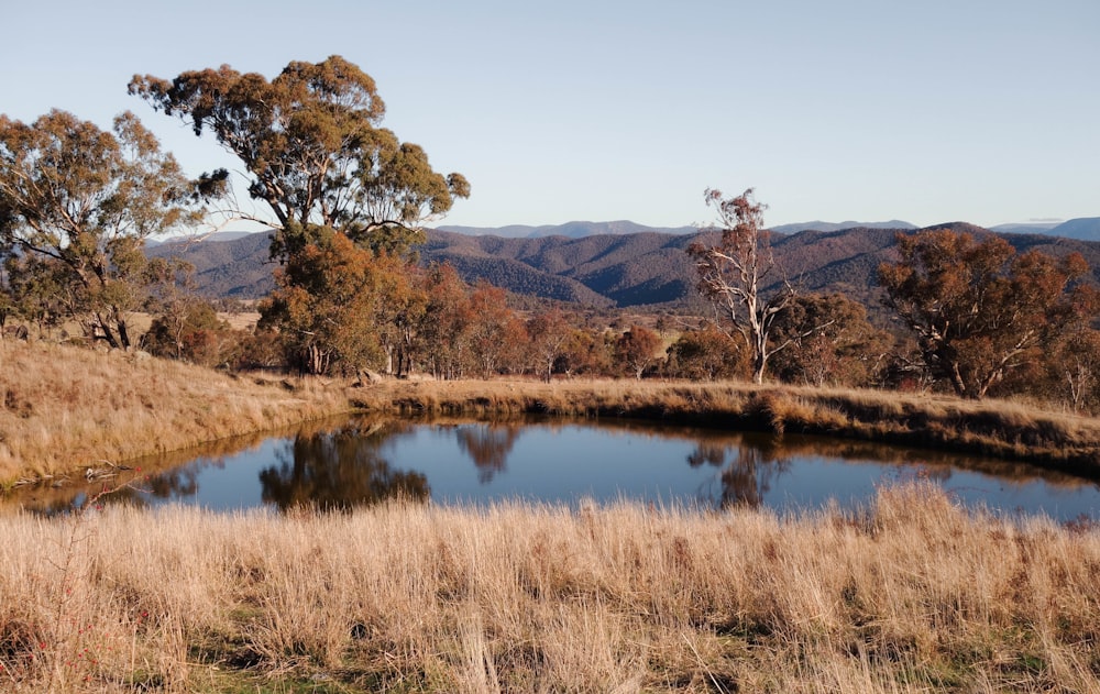 a small pond in a grassy field with mountains in the background