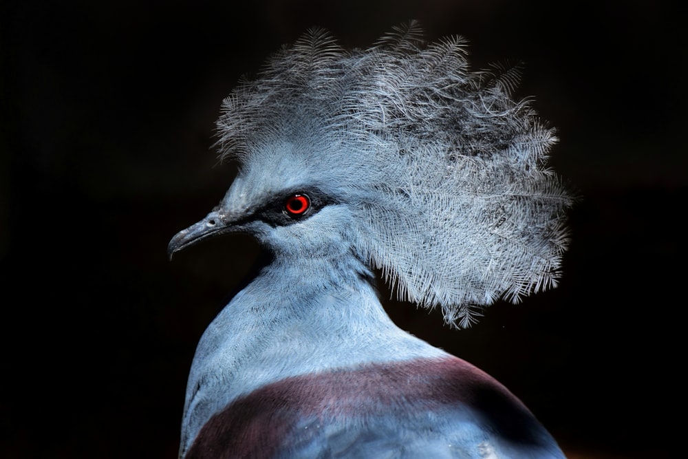a close up of a bird with a red eye