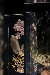 Behind-the-scenes moment showing detailed care of orchids in a cozy, softly lit shop.