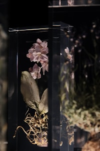 Dendrobium Rosada