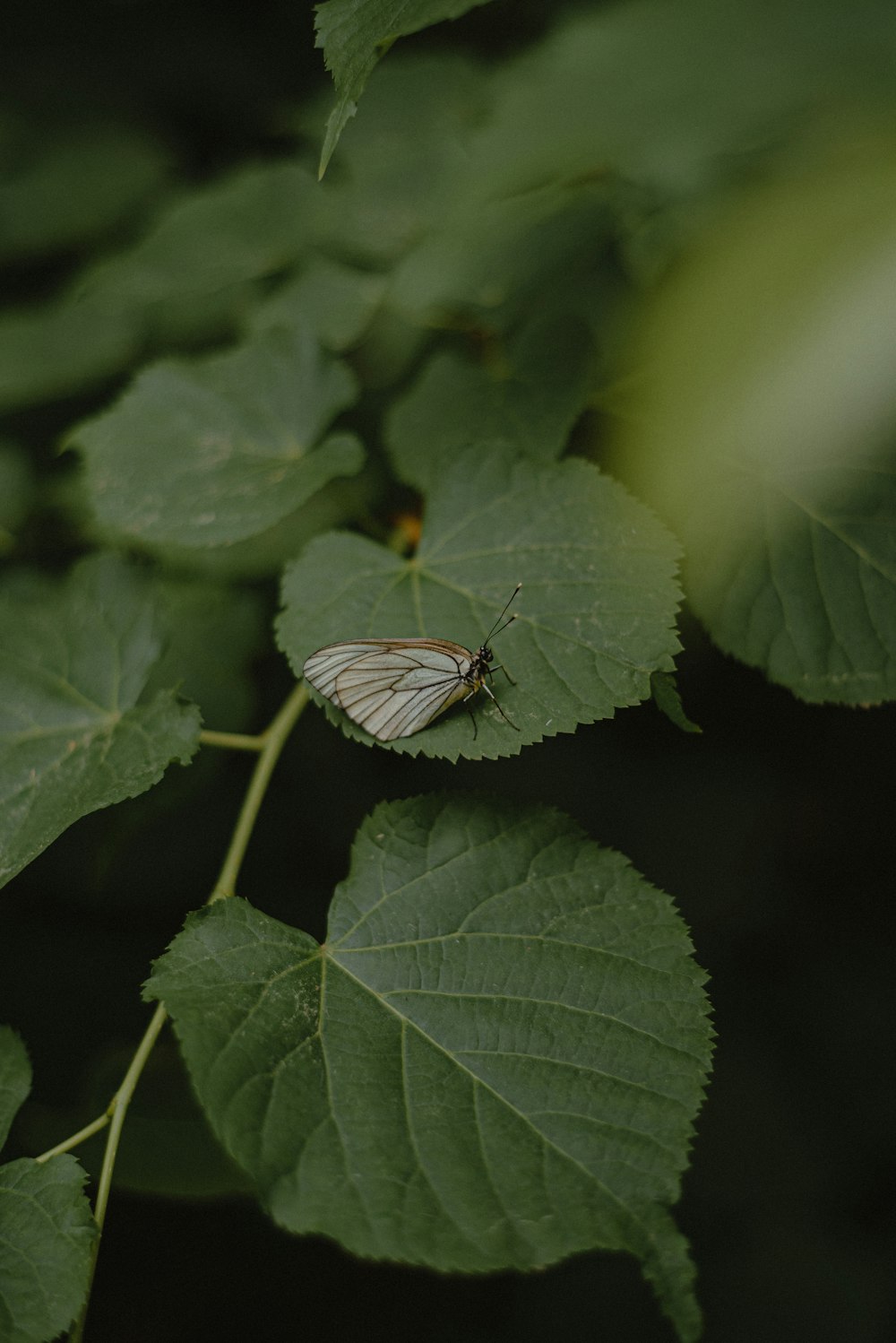 a white butterfly sitting on top of a green leaf