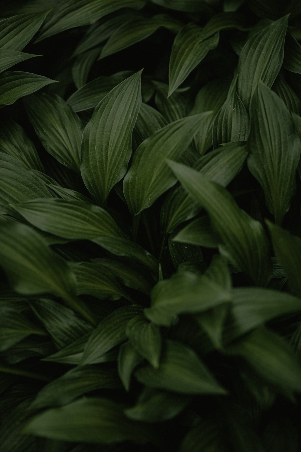 a close up of a plant with green leaves