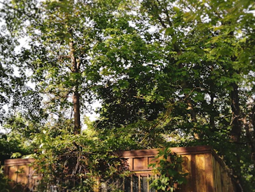 Cozy eco-lodge cabin with wooden deck surrounded by dense tropical foliage.