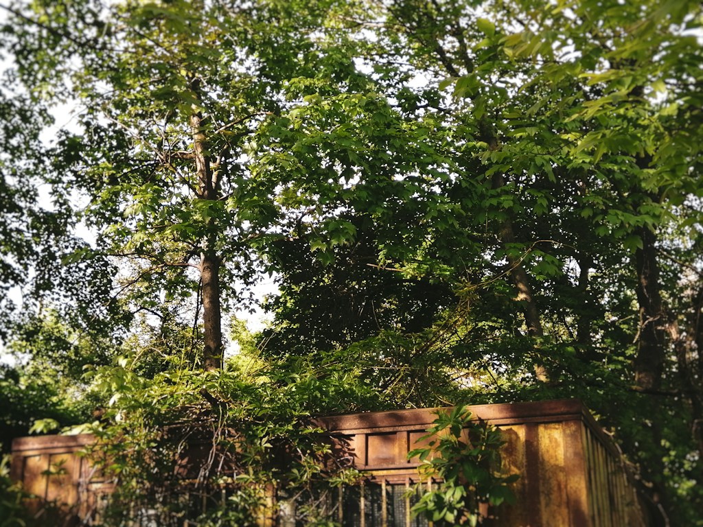 Treetop Nest Stay