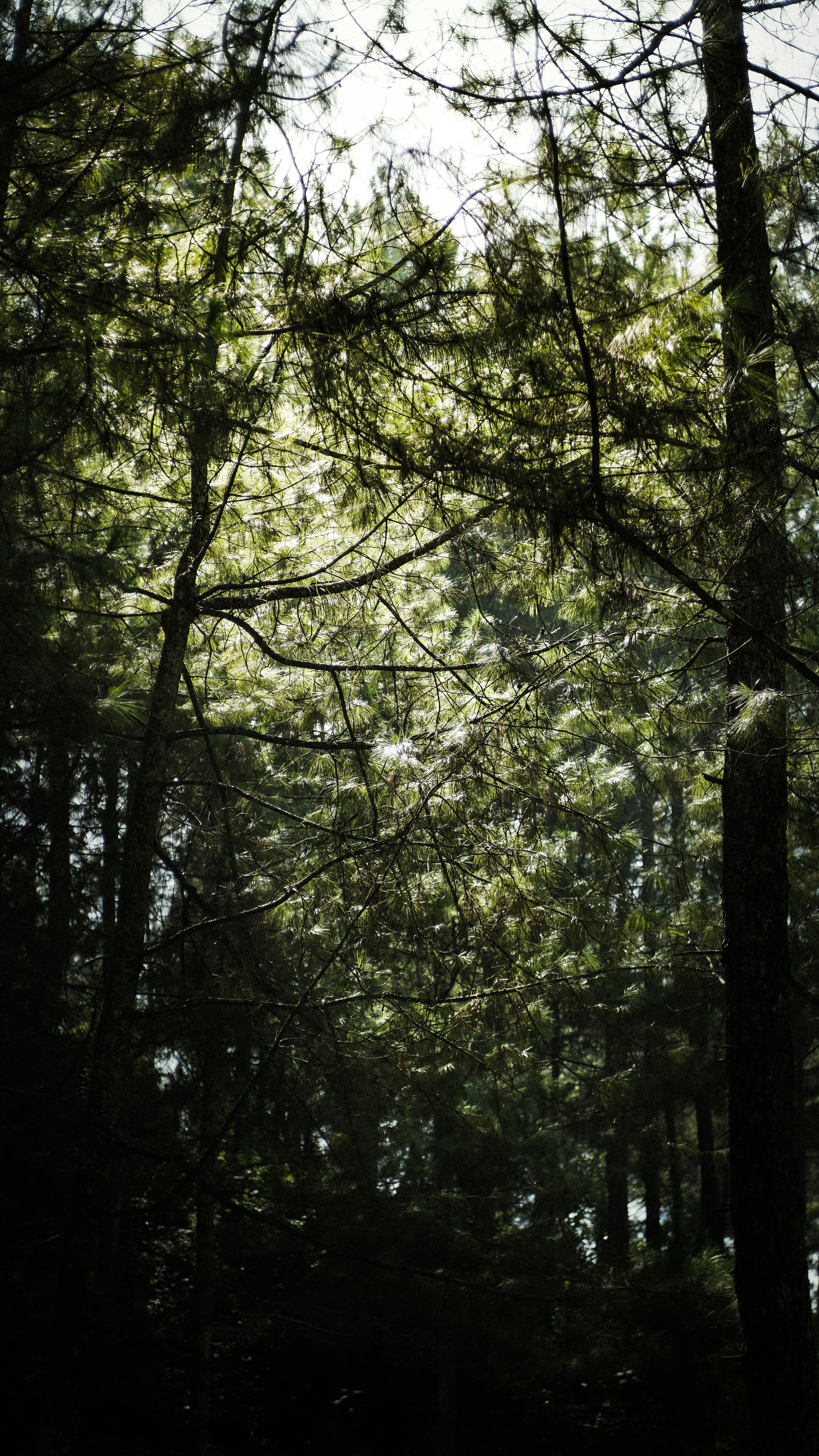 forest sunlight wallpaper, wallpaper, Stress and Anxiety Relief: Nature Immersion 5