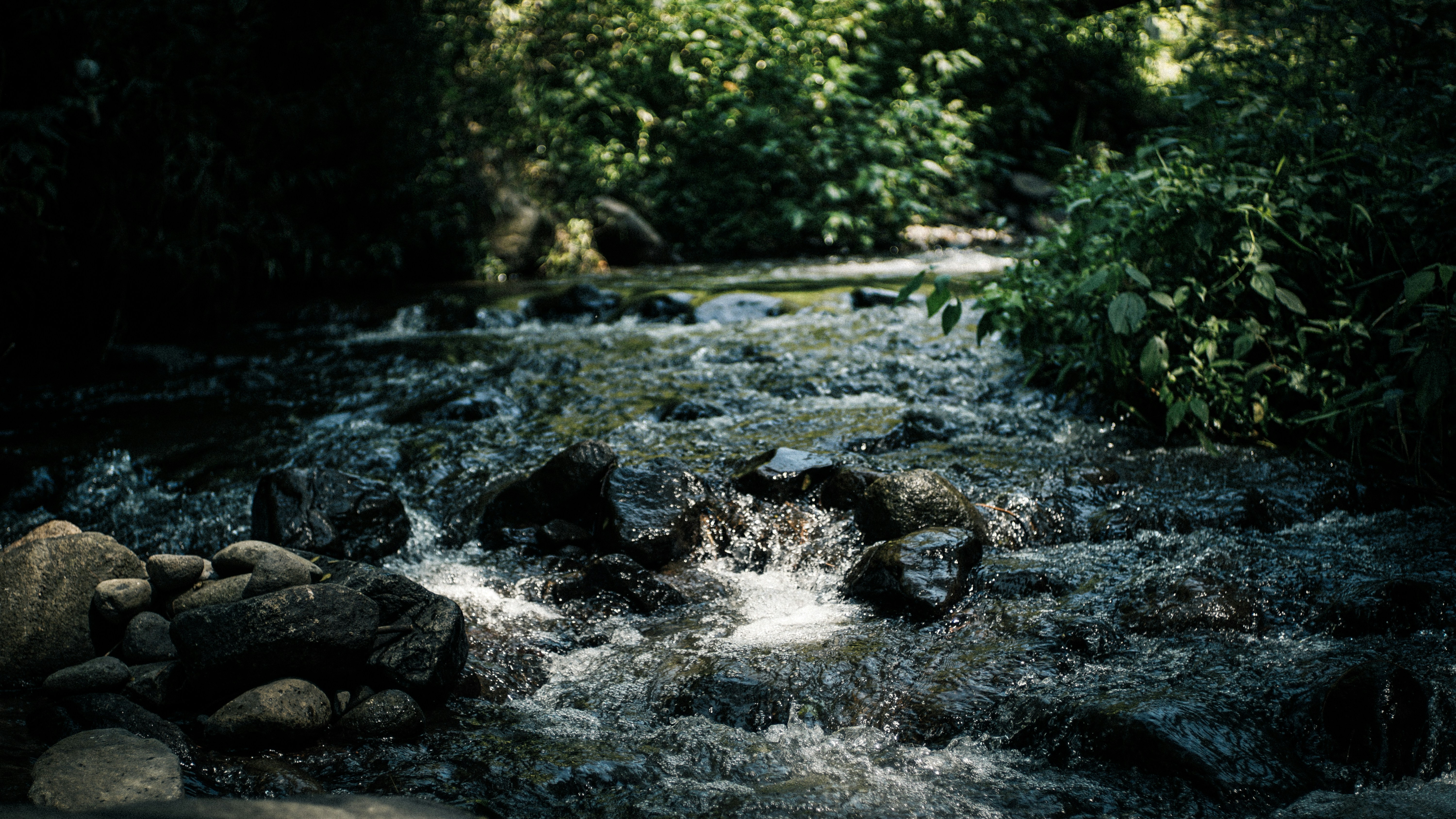 a stream running through a lush green forest