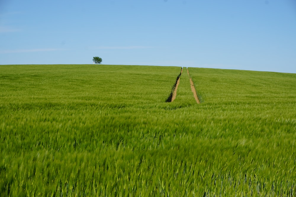 a field of green grass with a lone tree in the distance