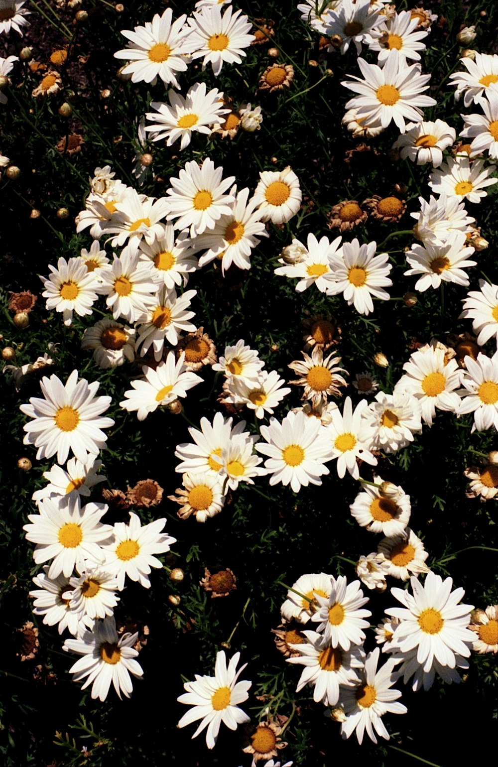 a bunch of white daisies in a field