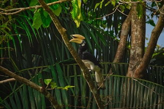 A close-up of a rare bird perched on a mossy branch in dense jungle.
