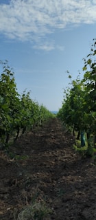 A straight path through a lush green vineyard under a partly cloudy sky. The rows of grapevines stretch into the distance, neatly aligned with green foliage. The brown soil pathway creates a clear contrast with the vibrant greenery.