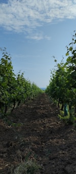 A warm vineyard path winding through green grapevines on a sunny day.