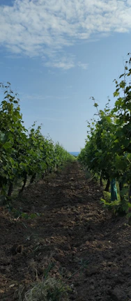 A minimalist pathway winding through neatly plotted vineyard properties under a clear blue sky.