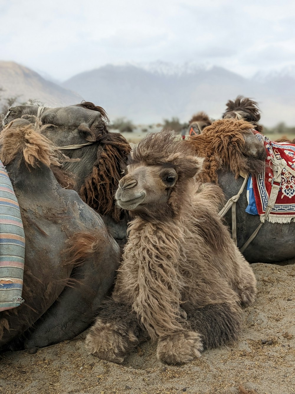 a group of camels that are sitting in the dirt