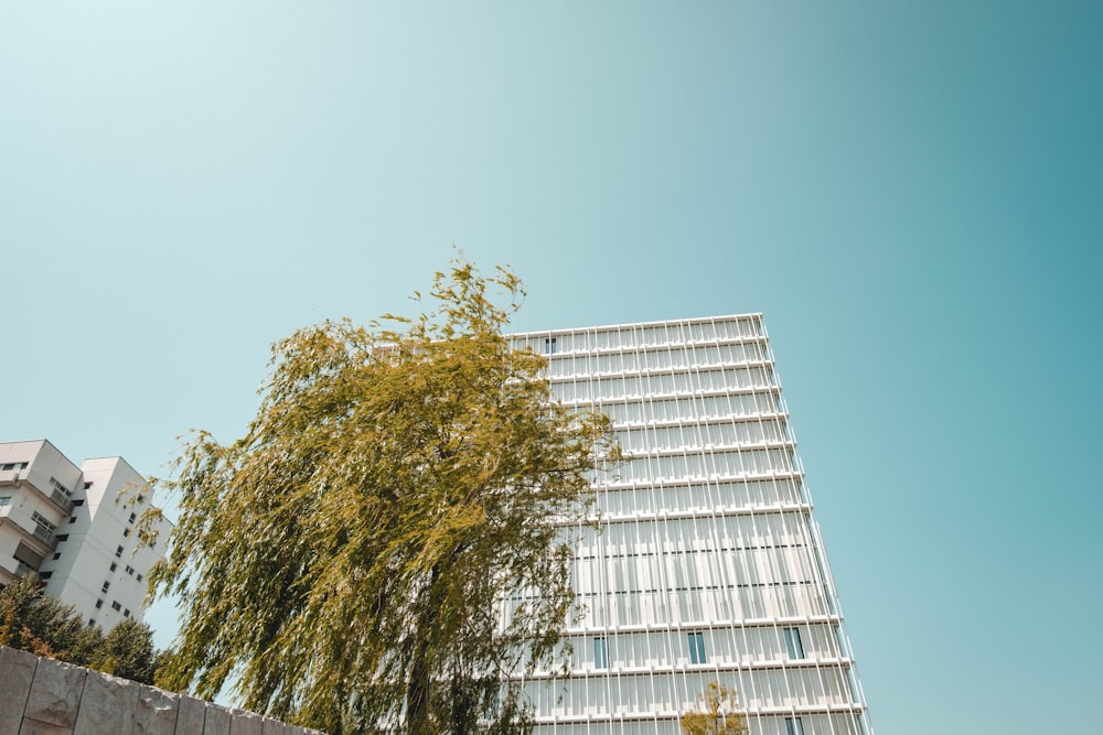 a tall building with a tree in front of it