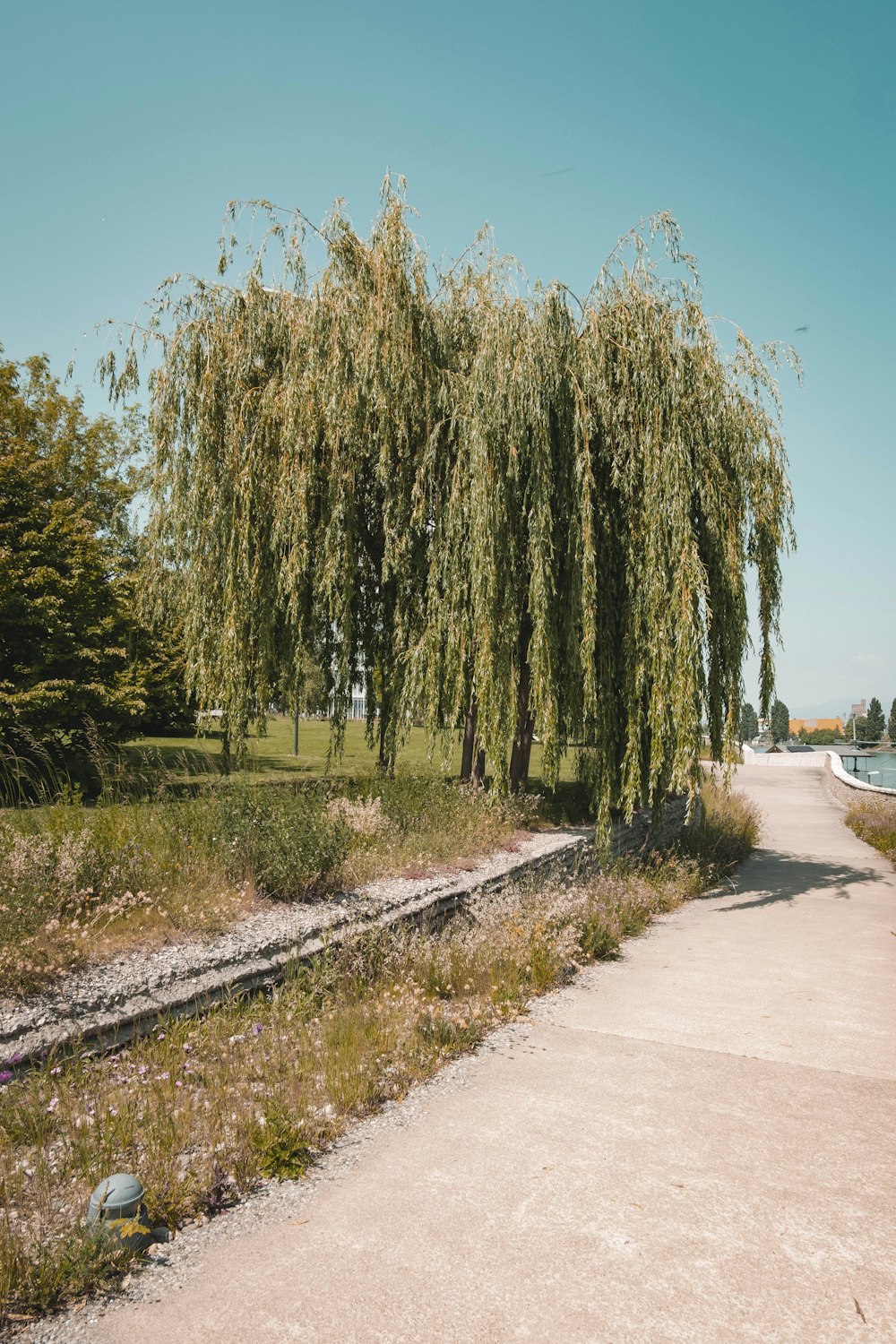 a large willow tree next to a train track