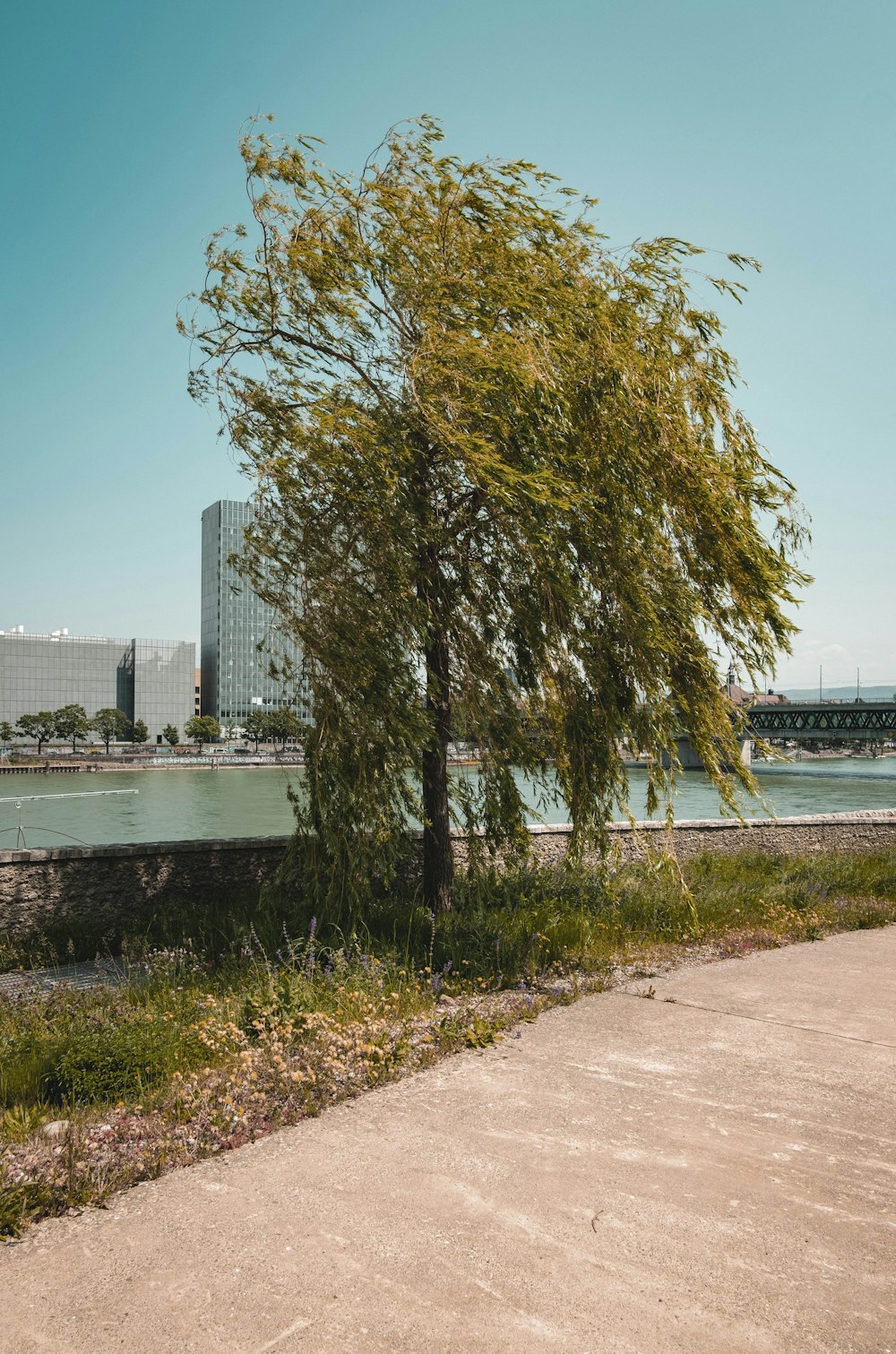 a tree near a body of water with buildings in the background