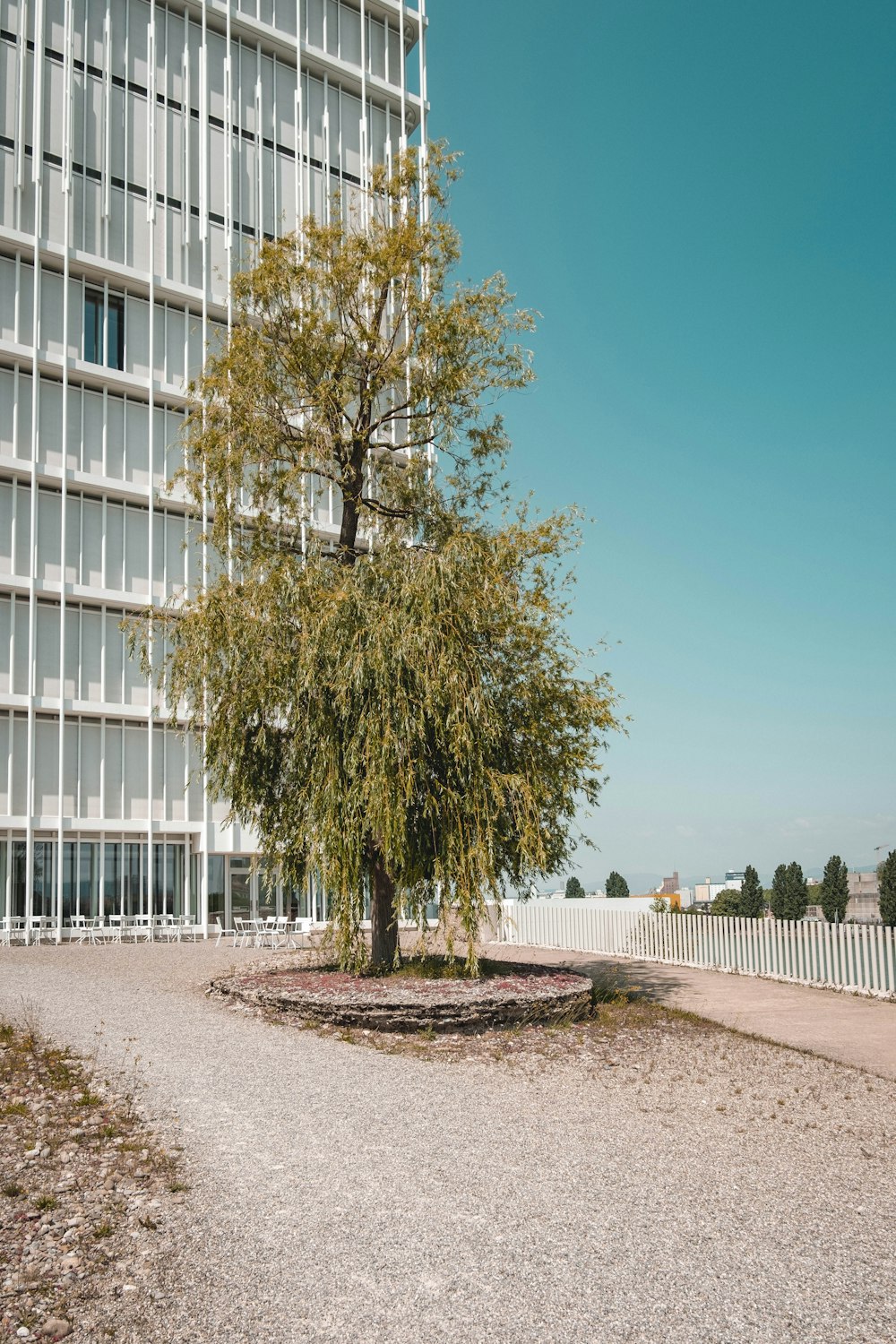 a lone tree in a gravel area in front of a building