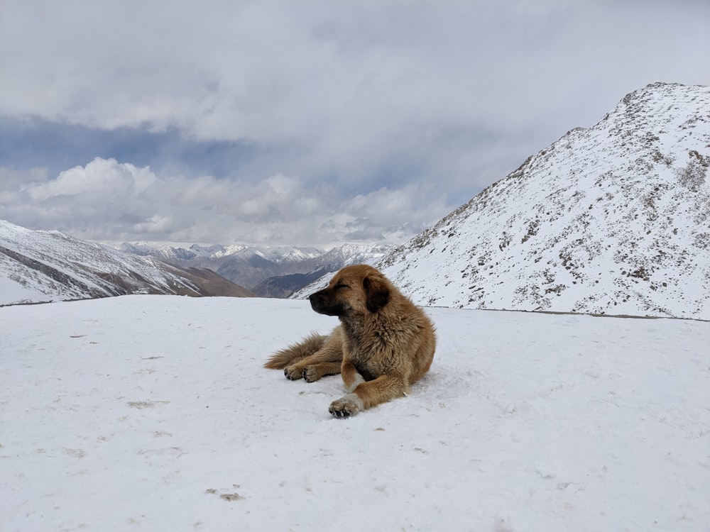 a large brown dog laying on top of a snow covered slope