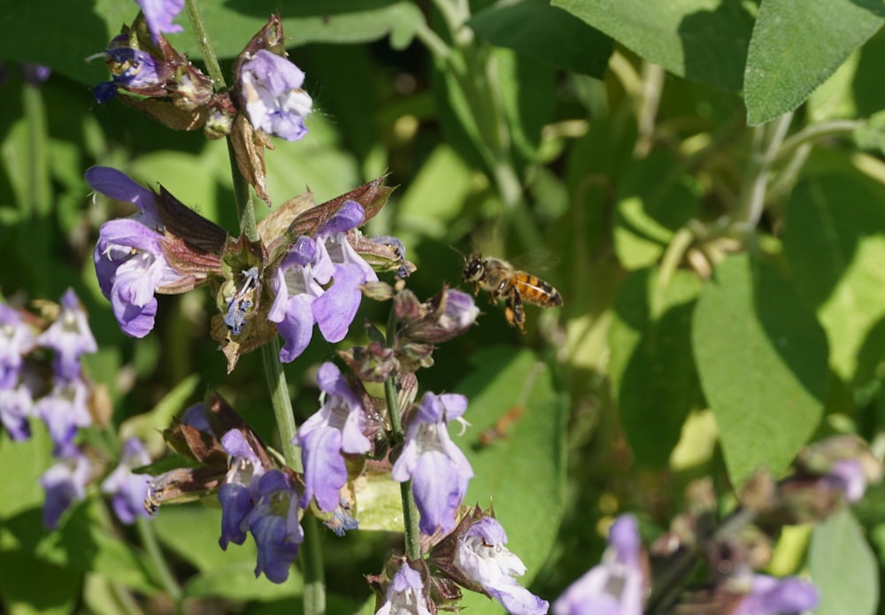 a bunch of purple flowers with a bee on them
