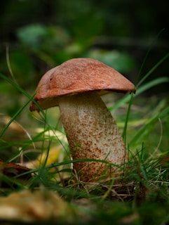 A single mushroom with a large, brown cap and a speckled, cylindrical stem stands amidst green grass and foliage in a natural outdoor setting.