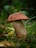 A single mushroom with a large, brown cap and a speckled, cylindrical stem stands amidst green grass and foliage in a natural outdoor setting.