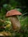 A single mushroom with a large, brown cap and a speckled, cylindrical stem stands amidst green grass and foliage in a natural outdoor setting.