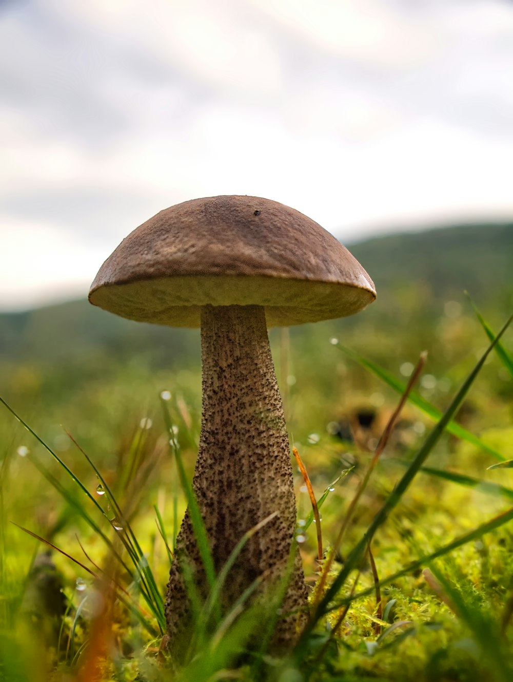 a mushroom sitting in the grass on a sunny day