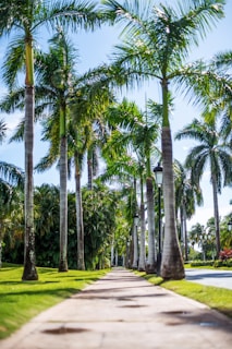 a pathway lined with palm trees on a sunny day